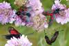 Zygaena trifolii